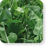 Tetrablend Proteico